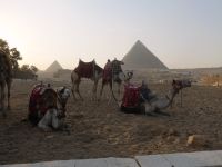 auch für die Kamele