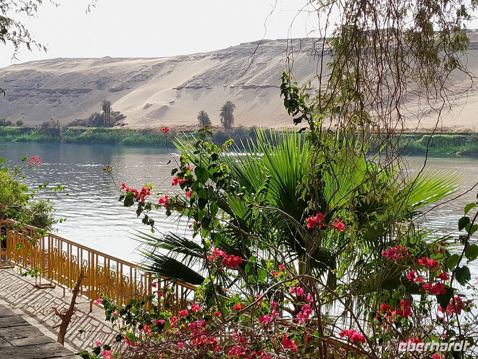 Blüten vor der Wüste