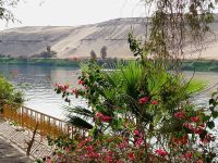 Blüten vor der Wüste