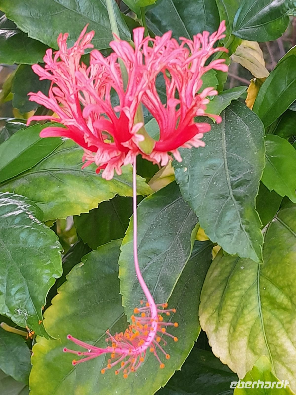 unbekannte Schönheit