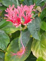 unbekannte Schönheit