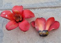 Blüte vom Red Silk Cotton Tree