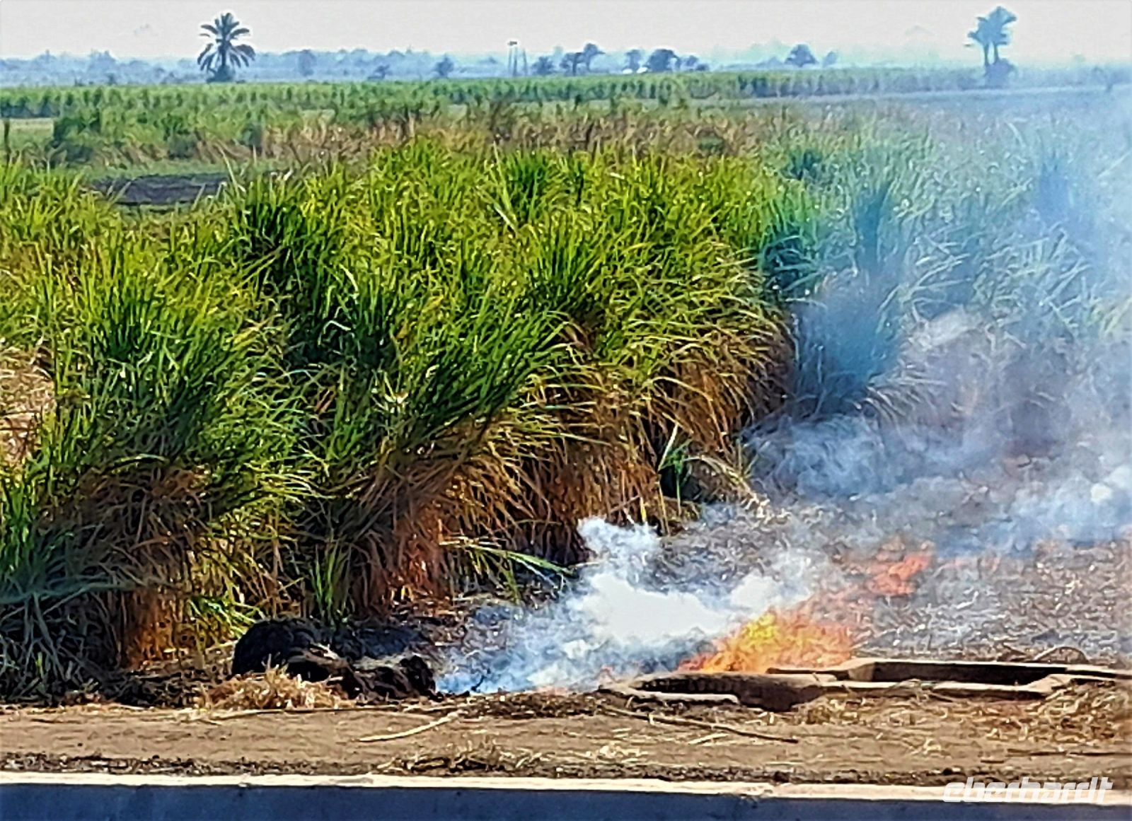 Brand nach der Ernte
