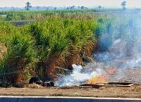 Brand nach der Ernte