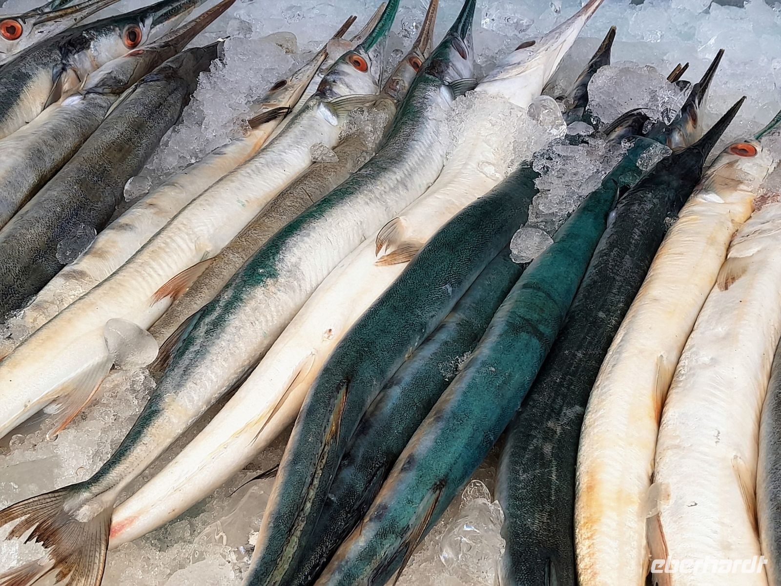 friedliche Raubtiere