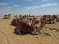 Die Kamele vor der Aussichtsplattform