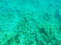 Korallenriffe vom Glasbodenschiff