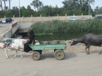 Auf dem Weg mit Pferd und Kuh