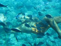 Taucher und die Fische