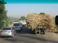 Moderne Auto und Traktor mit Zuckerrohrpflanzen