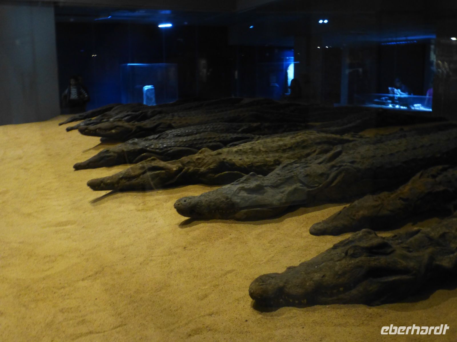 Kom Obmo, der Doppeltempel war dem Krokodilgott Sobek und Haroëris, dem Sohn des Re, geweiht. Daher fanden sich mumifizierte Krokodile bei Ausgrabungen.