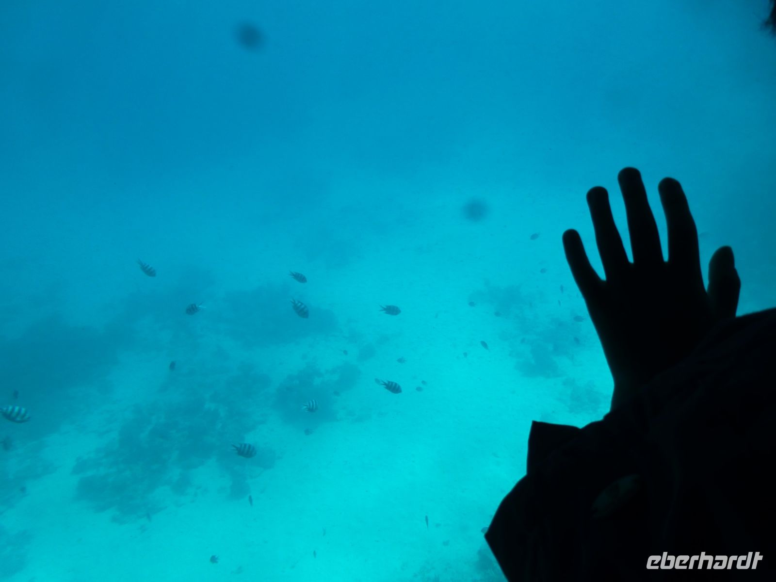Hurgadha, Blick auf das Korallenriff. Zebrafische und andere bunte Fische schwimmen vorüber.