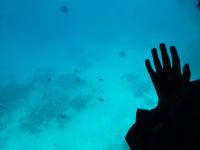 Hurgadha, Blick auf das Korallenriff. Zebrafische und andere bunte Fische schwimmen vorüber.