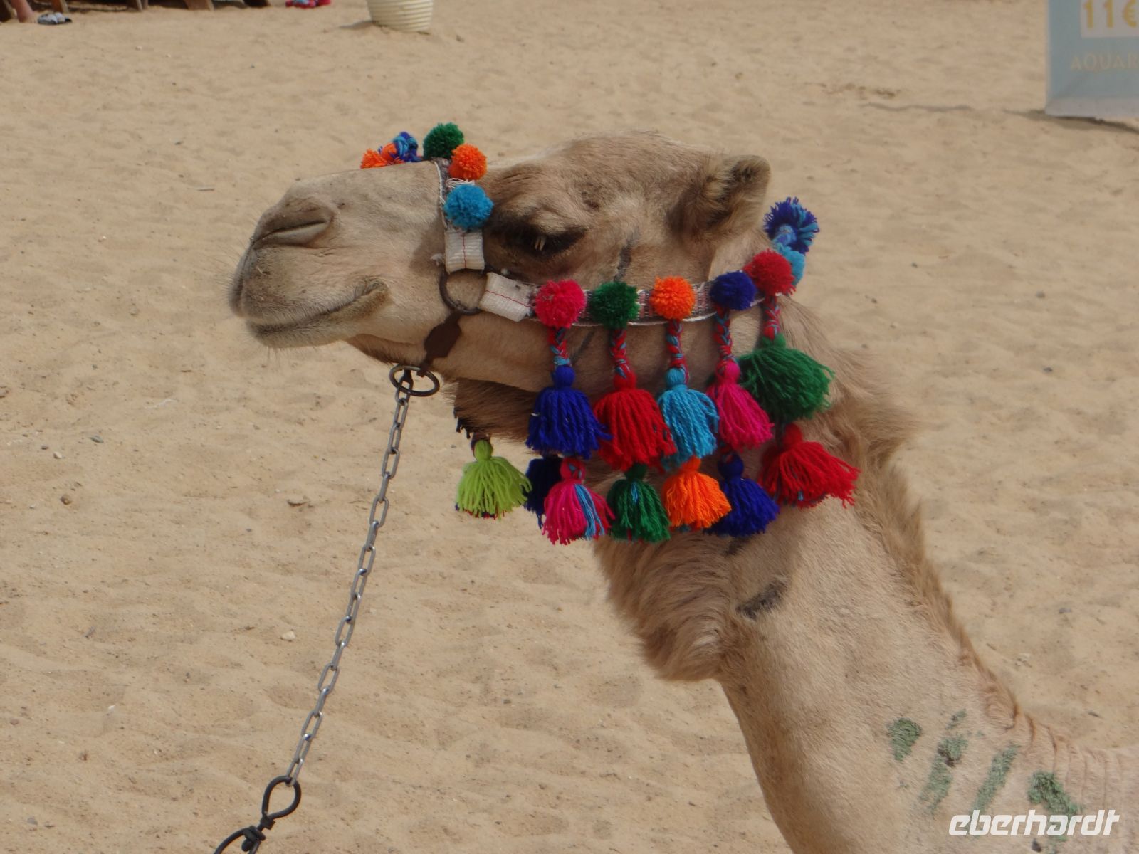 Hurgadha, ein hübscher Anblick