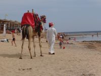 Hurgadha, auf der Suche nach Reitern