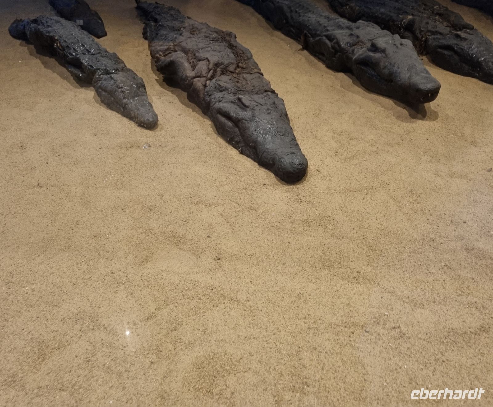 Kom Ombo (Krokodilmuseum)