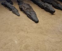 Kom Ombo (Krokodilmuseum)