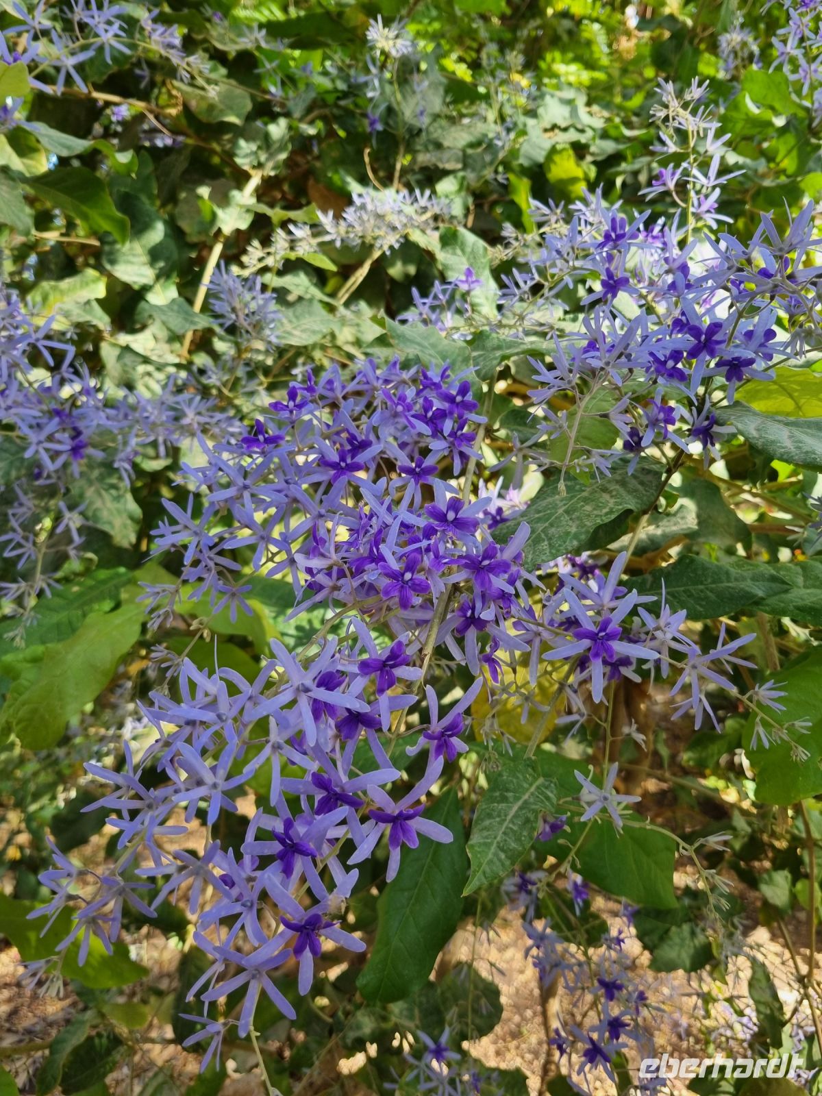 Botanischer Garten von Assuan (Purpurkranz)