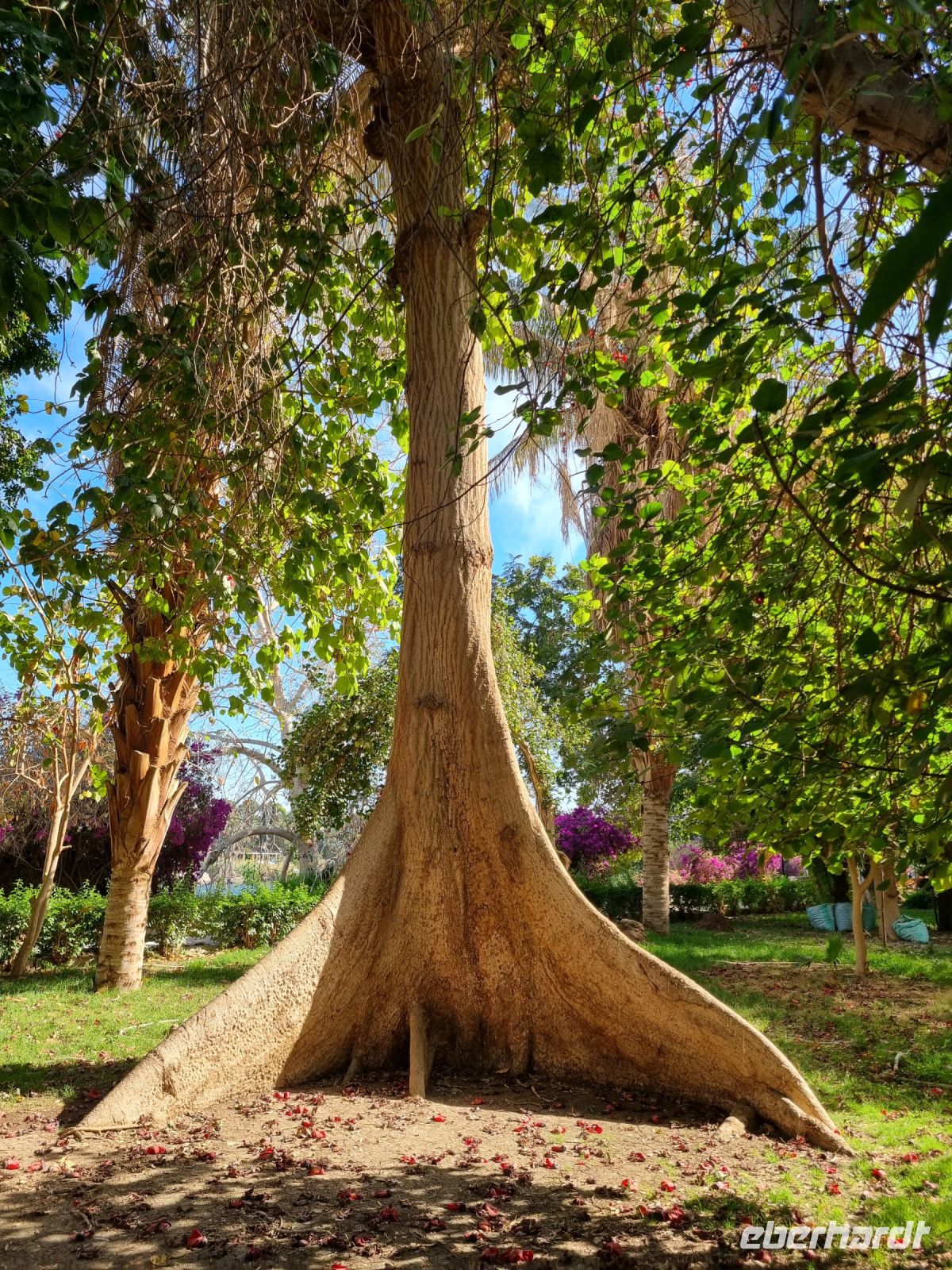 Botanischer Garten von Assuan (Sykomore-Baum)