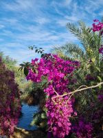 Botanischer Garten von Assuan (Bougainville)