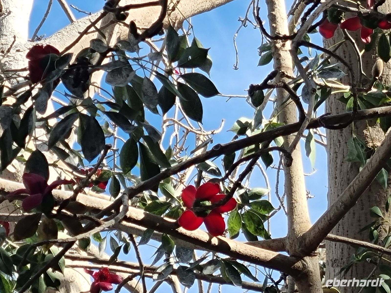 Botanischer Garten von Assuan (Indischer Seidenwollbaum)