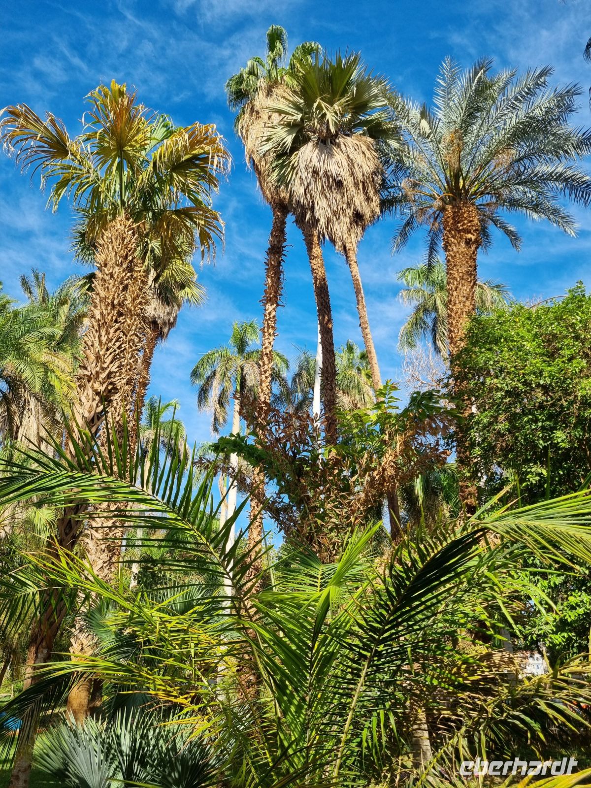 Botanischer Garten von Assuan