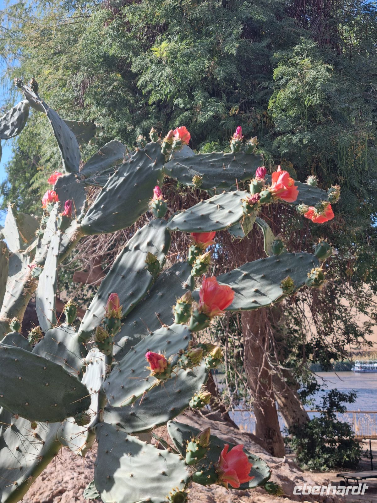 Botanischer Garten von Assuan (Feigenkaktus)