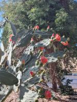 Botanischer Garten von Assuan (Feigenkaktus)