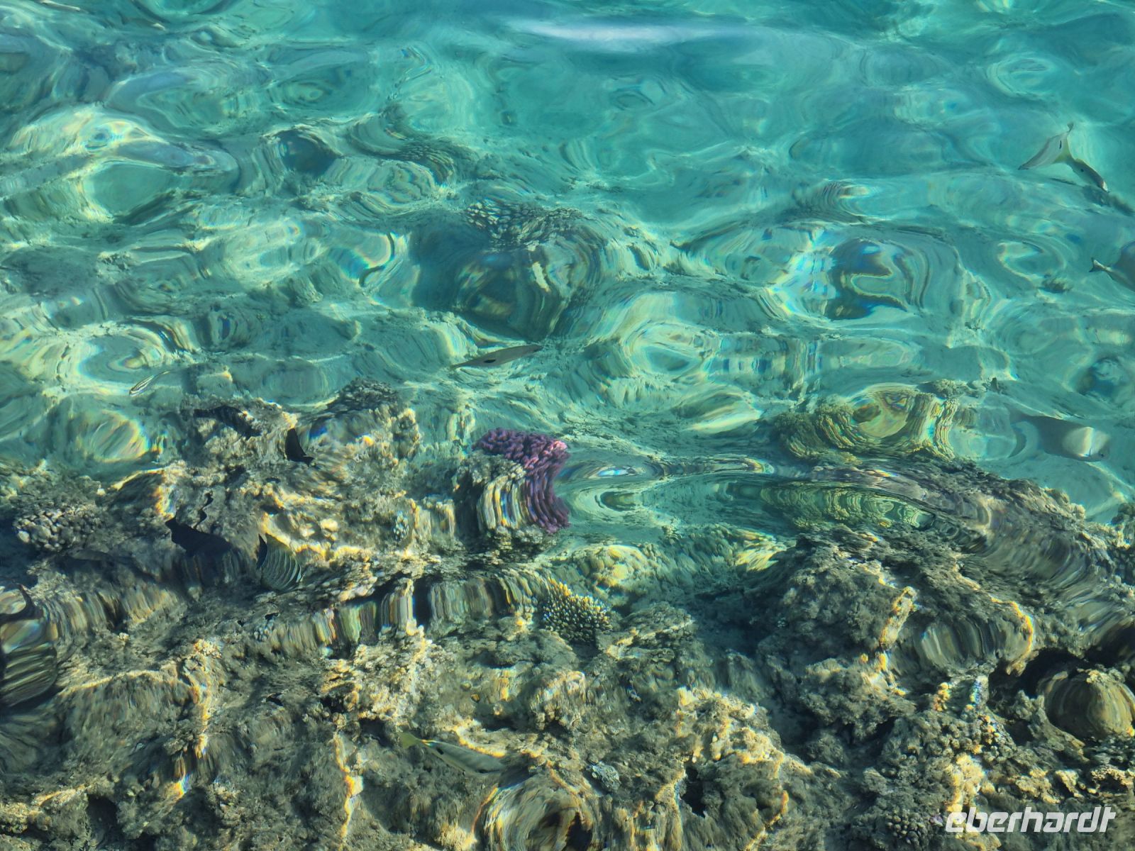 Unterwasserwelt von Makadi Bay am Roten Meer