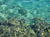 Unterwasserwelt von Makadi Bay am Roten Meer