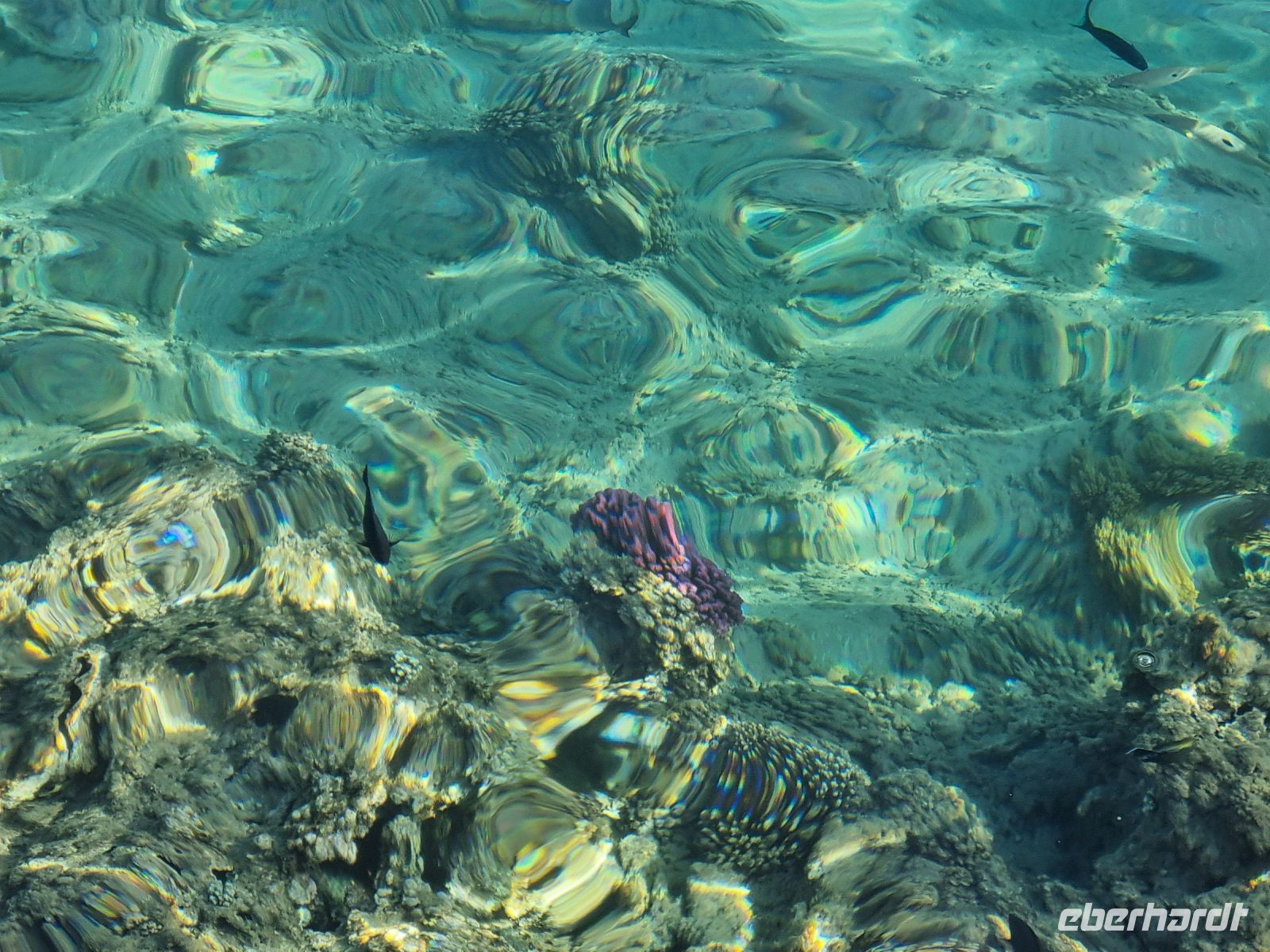 Unterwasserwelt von Makadi Bay am Roten Meer
