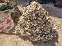 Hurghada (Alter Markt)