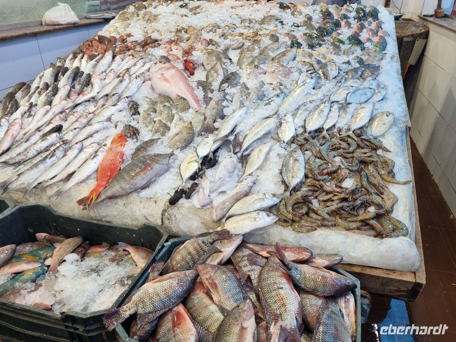 Hurghada - Fischmarkt 