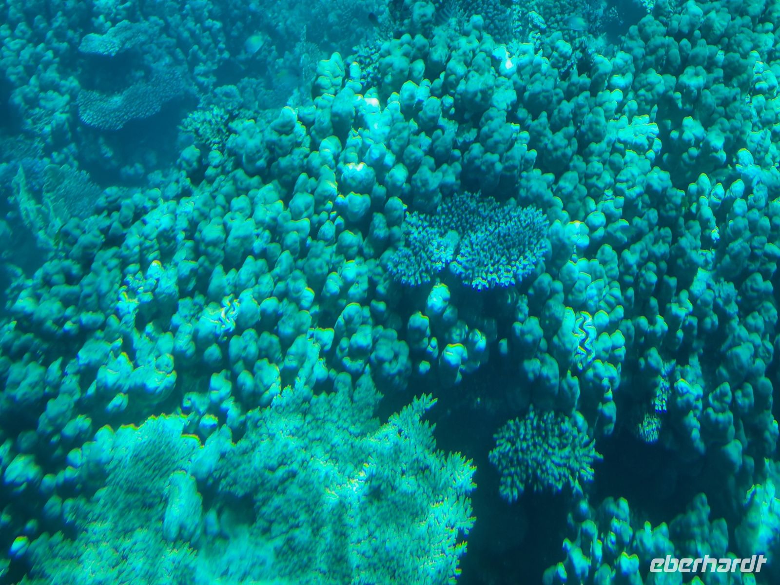 Hurghada - Glasbodenfahrt 