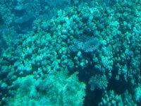 Hurghada - Glasbodenfahrt 