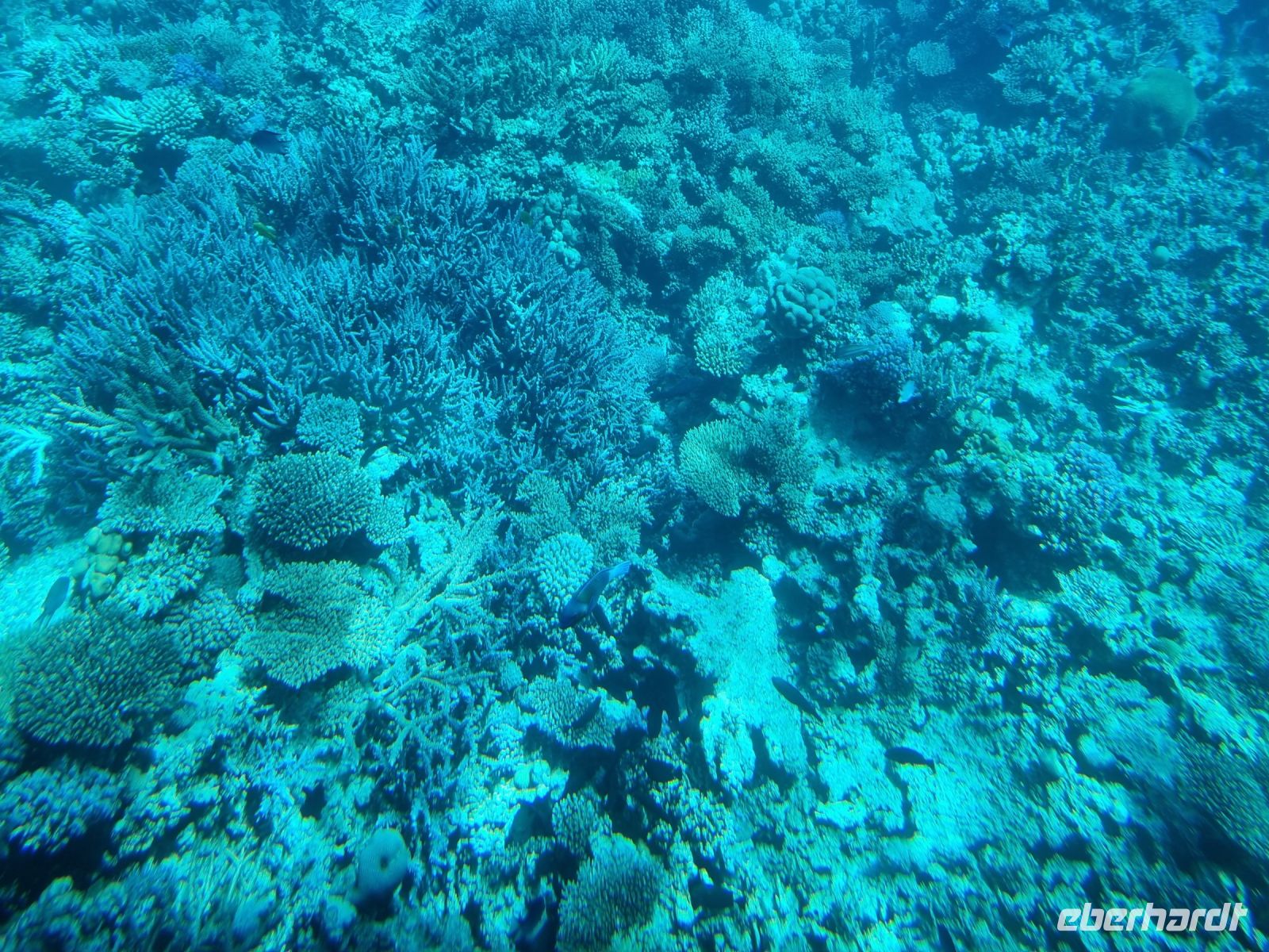 Hurghada - Glasbodenfahrt 