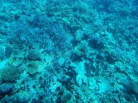 Hurghada - Glasbodenfahrt 