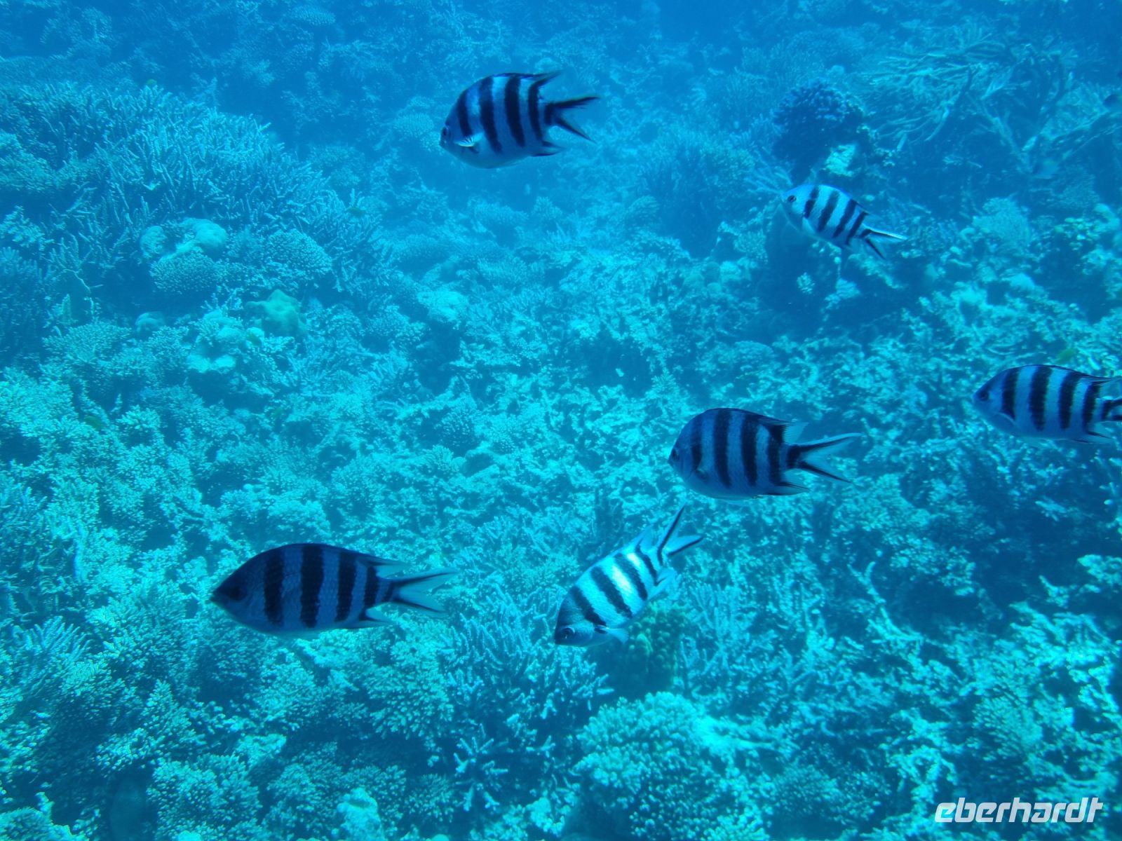 Hurghada - Glasbodenfahrt 
