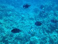 Hurghada - Glasbodenfahrt 