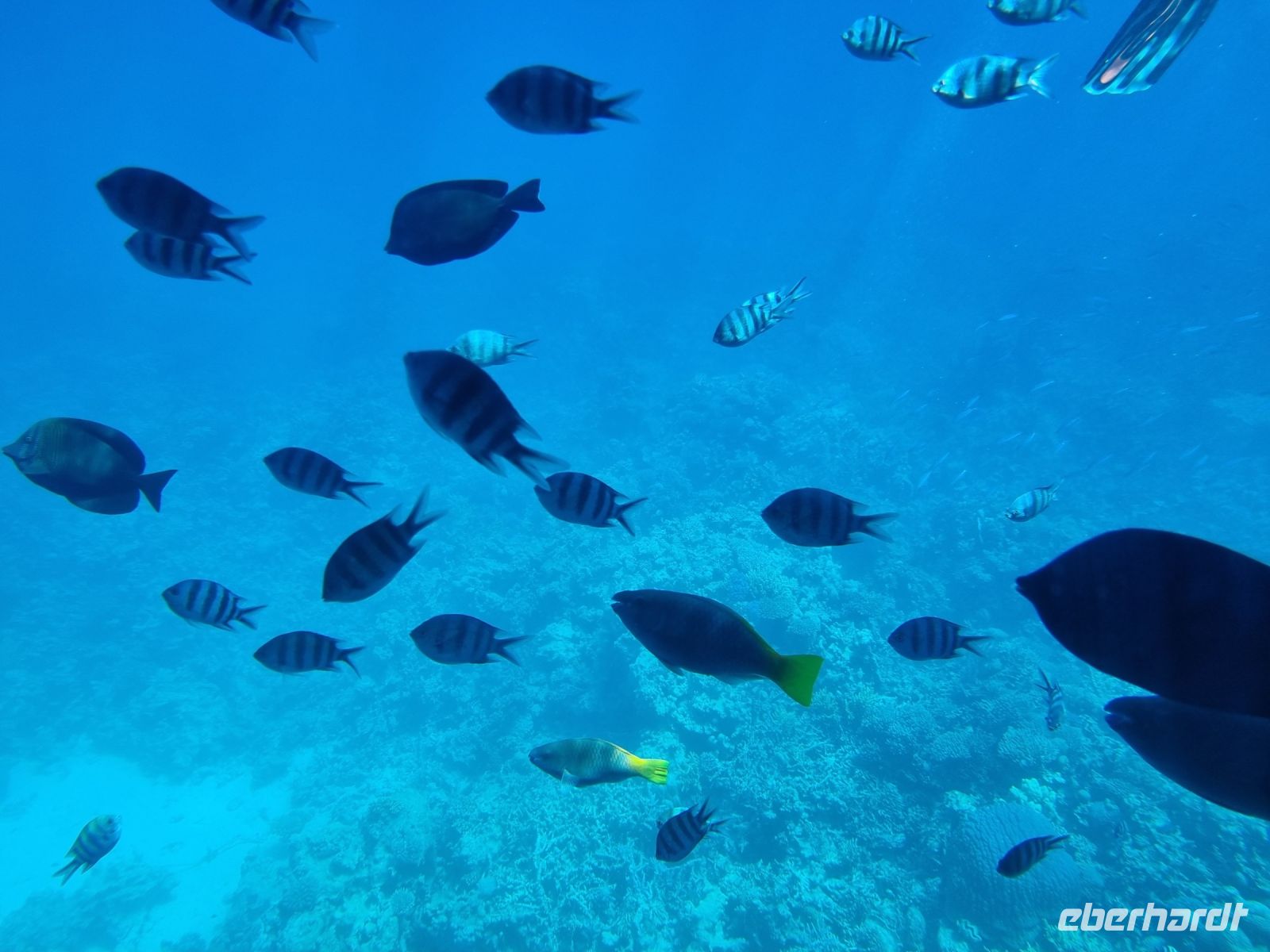 Hurghada - Glasbodenfahrt 