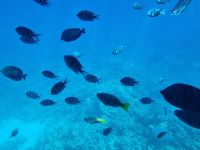 Hurghada - Glasbodenfahrt 