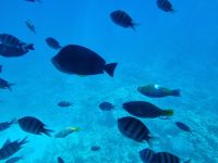 Hurghada - Glasbodenfahrt 