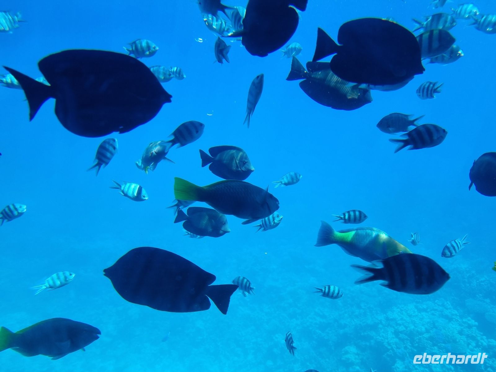 Hurghada - Glasbodenfahrt 
