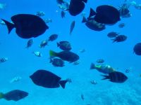 Hurghada - Glasbodenfahrt 