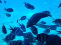 Hurghada - Glasbodenfahrt 