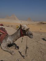 Kamel mit drei Pyramiden in Gizeh, Kairo, Ägypten