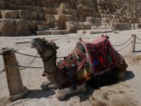 Kamel vor Pyramide in Gizeh, Kairo, Ägypten