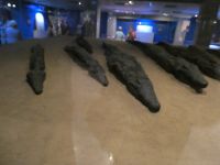 Krokodile Mumien im Museum Kom Ombo