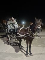 Mit der Kutsche zum Tempel Edfu