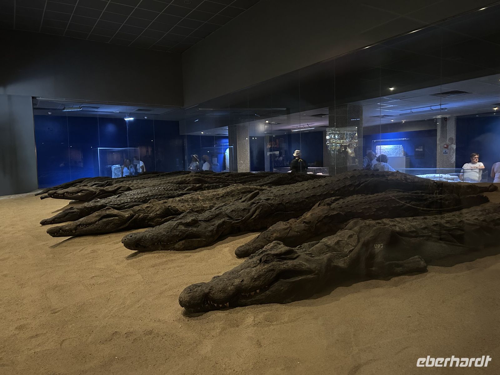 Krokodile wurden in diesem Tempel mumifiziert 